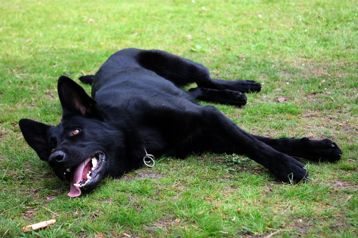 Schæferhund Cartagena Luna billede 5