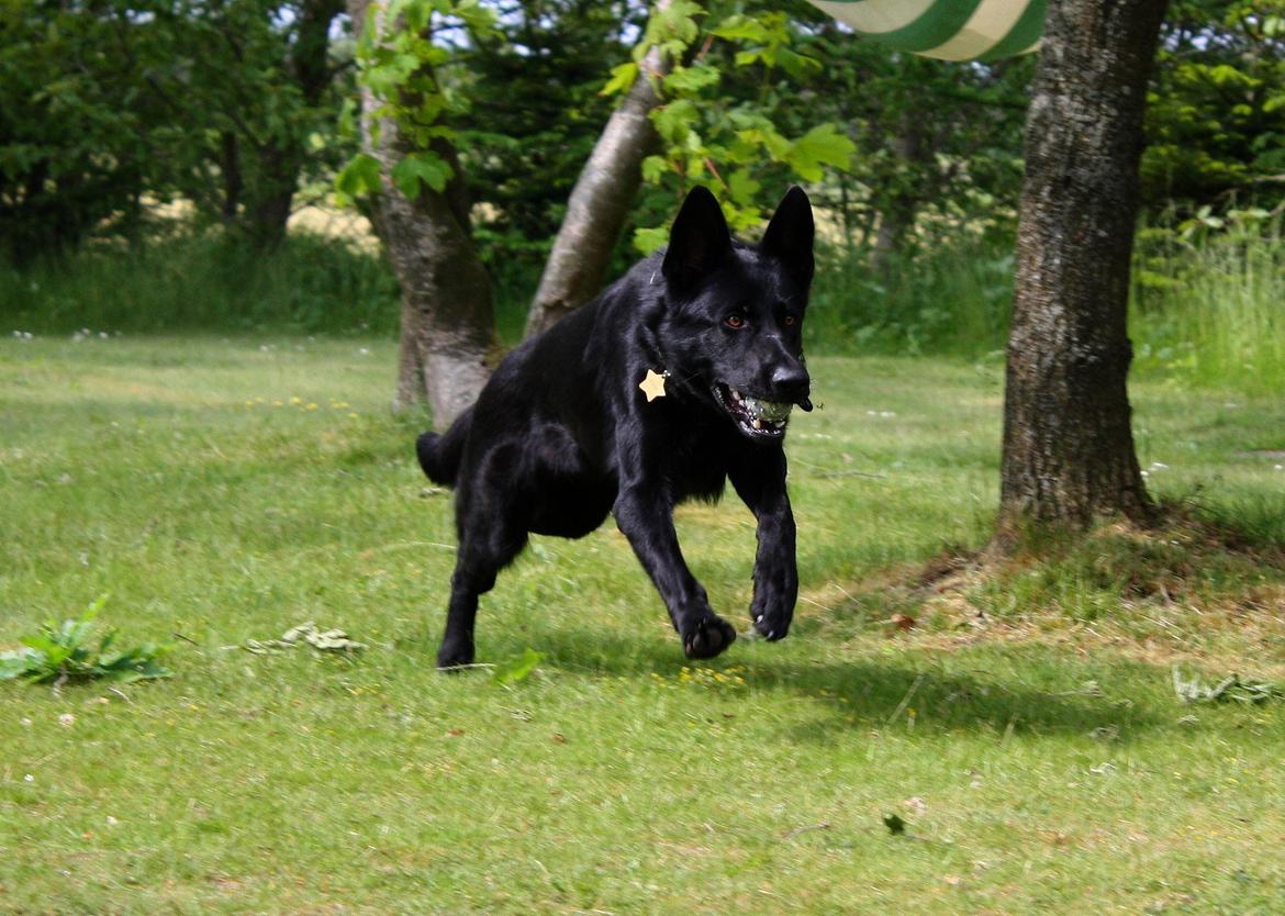 Schæferhund Cartagena Luna billede 6