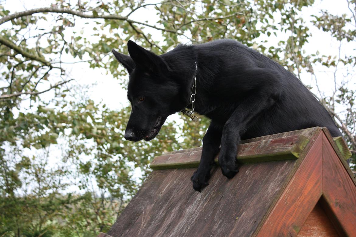 Schæferhund Cartagena Luna billede 8