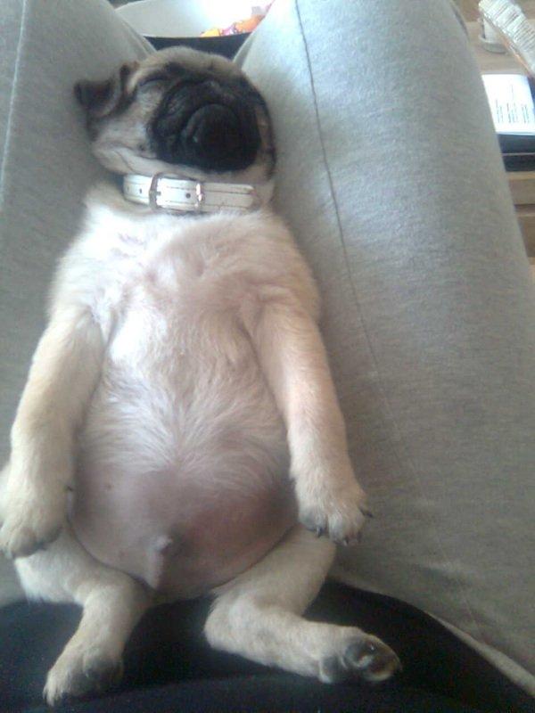 Mops Oscar billede 16