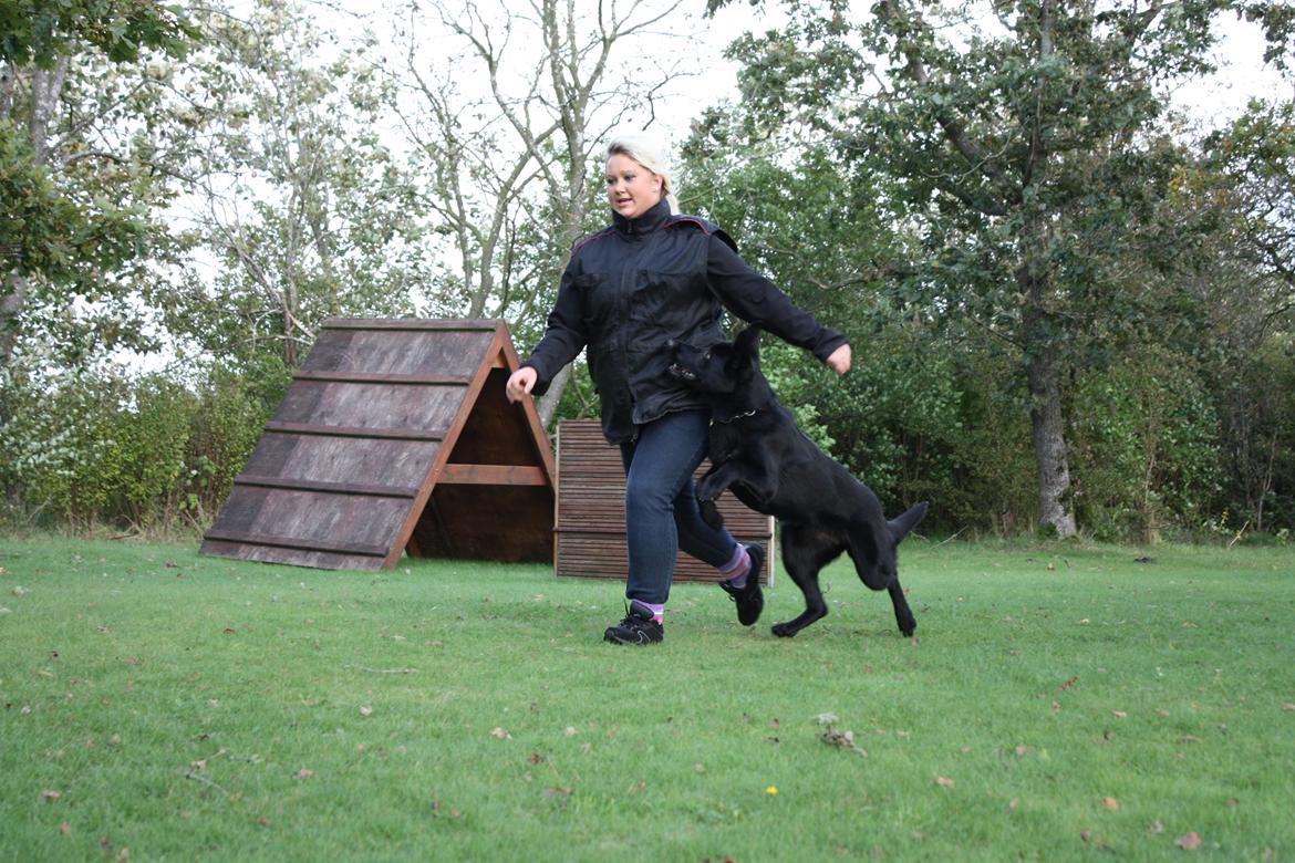 Schæferhund Cartagena Luna billede 10