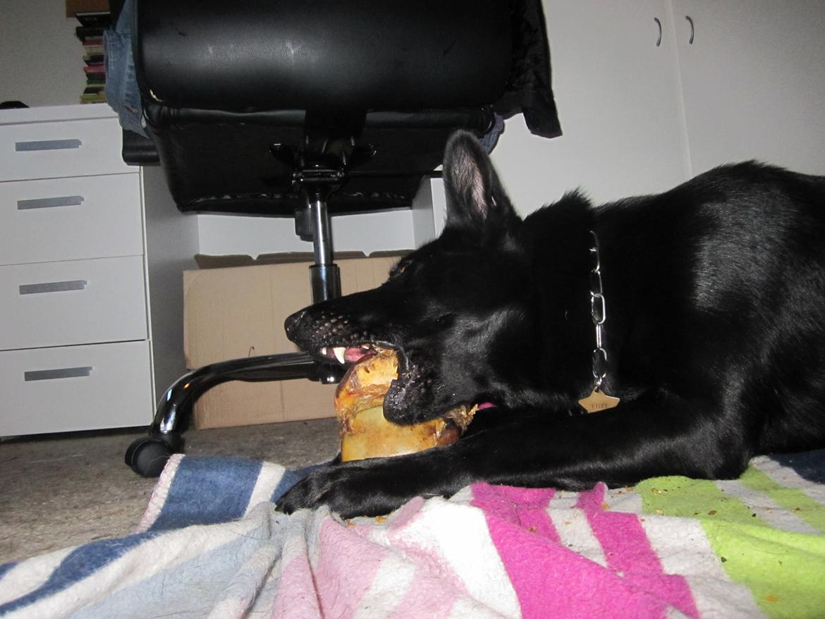 Schæferhund Cartagena Luna billede 11