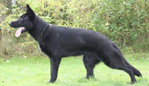 Schæferhund Cartagena Luna billede 12