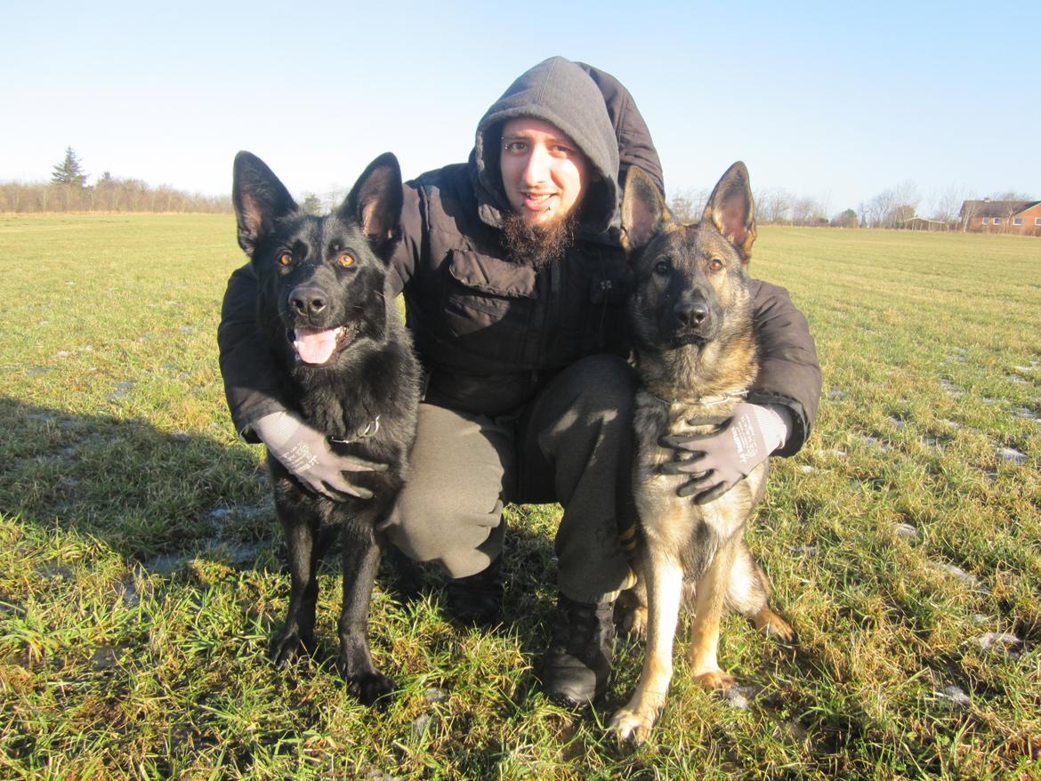 Schæferhund Cartagena Luna billede 13