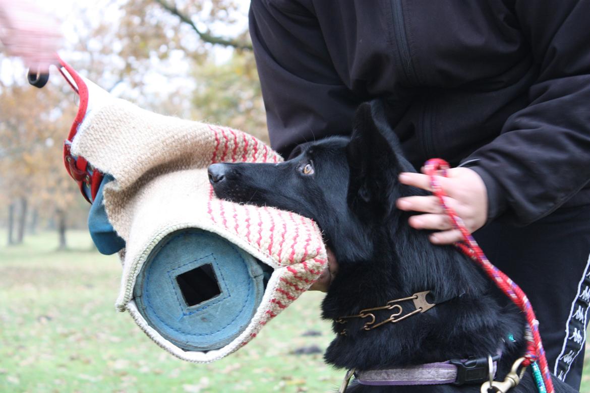 Schæferhund Cartagena Luna billede 15