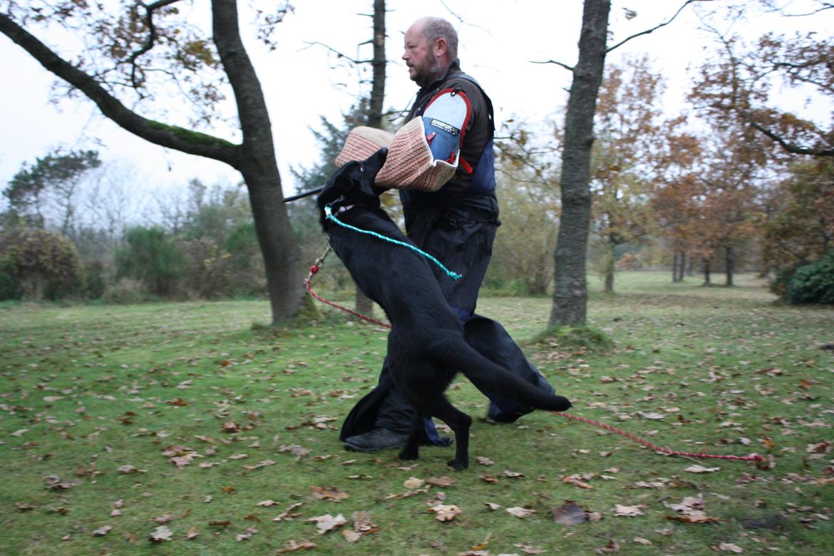 Schæferhund Cartagena Luna billede 16