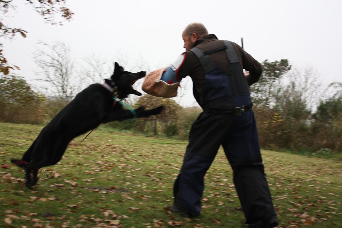Schæferhund Cartagena Luna billede 17