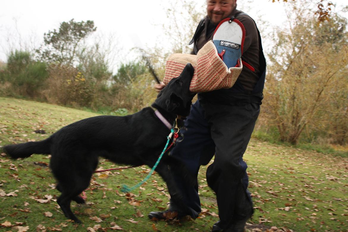 Schæferhund Cartagena Luna billede 18