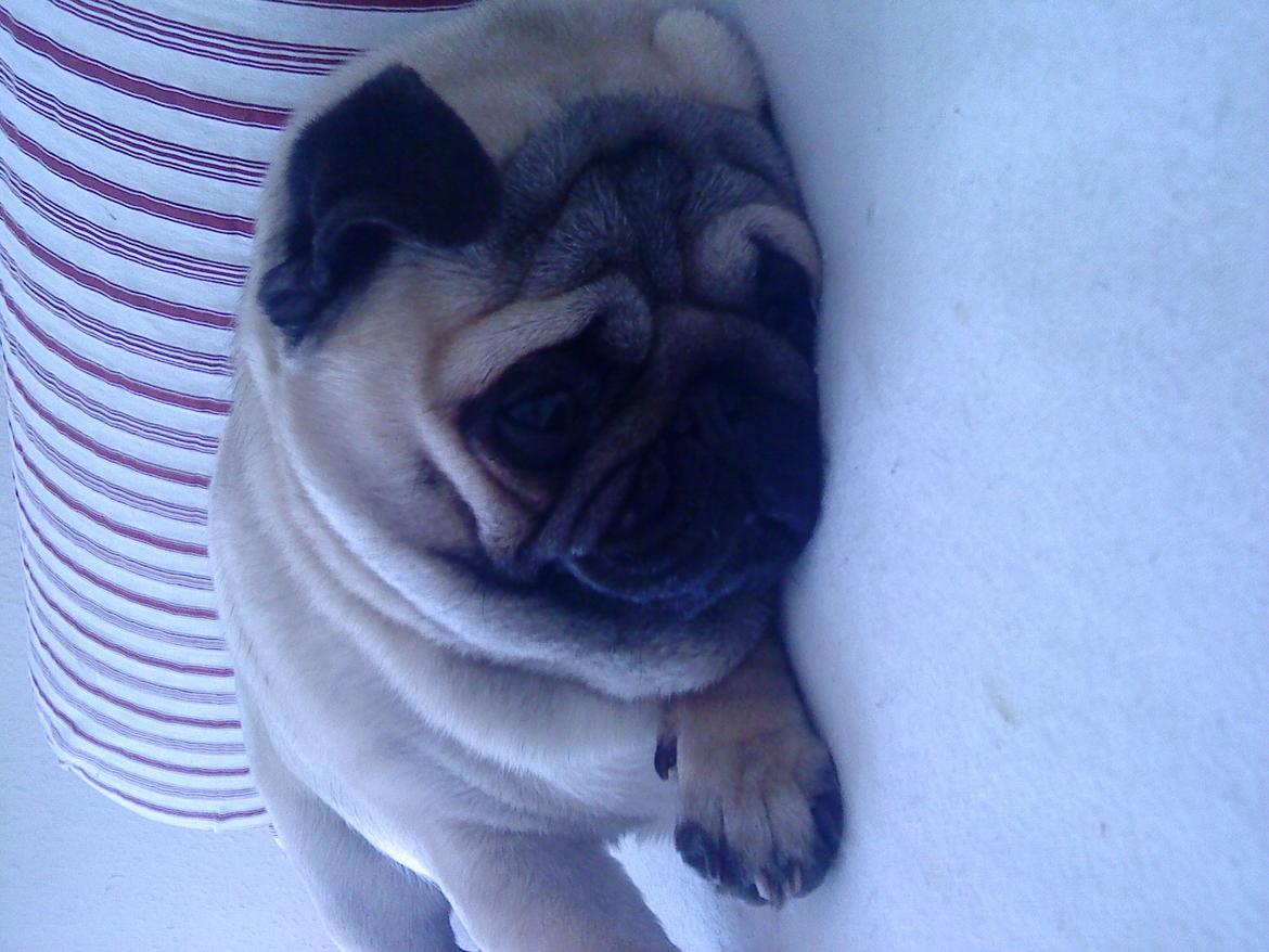 Mops Oscar billede 17