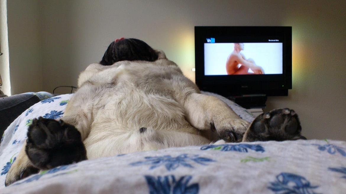 Mops Oscar billede 18