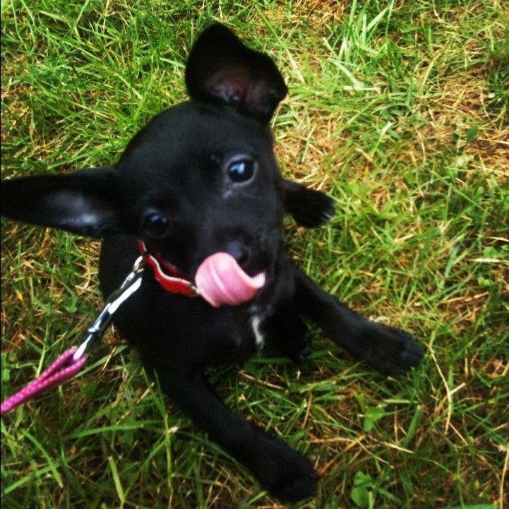 Blanding af racer Molly - Øjj, det kløer lige der! Det godt det her ;) billede 11