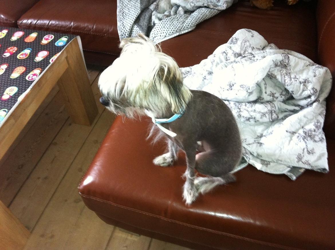 Chinese crested hårløs Lui R.I.P. billede 3
