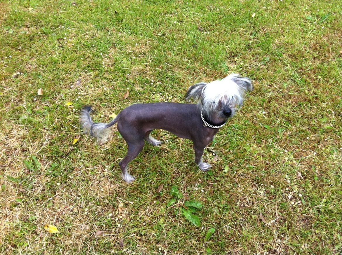 Chinese crested hårløs Lui R.I.P. billede 4