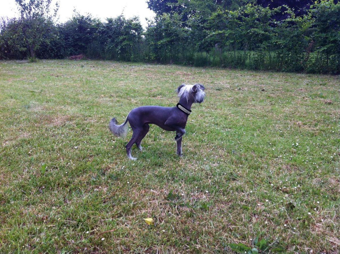 Chinese crested hårløs Lui R.I.P. billede 2