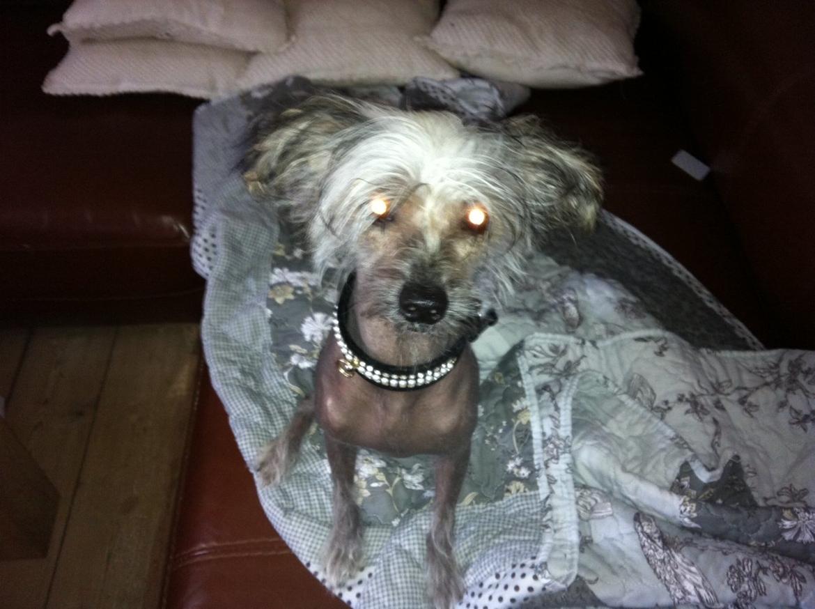 Chinese crested hårløs Lui R.I.P. billede 5