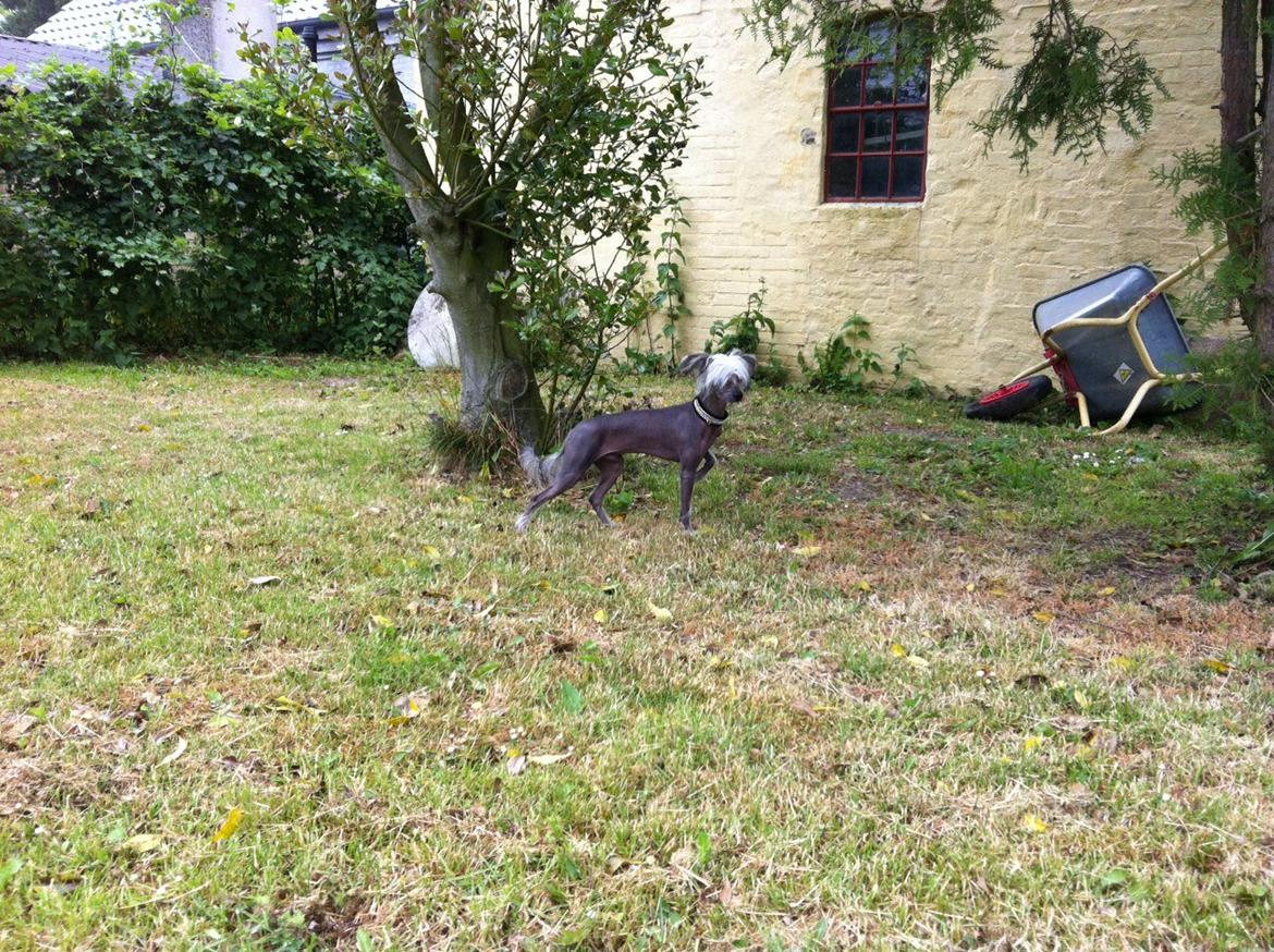 Chinese crested hårløs Lui R.I.P. billede 7