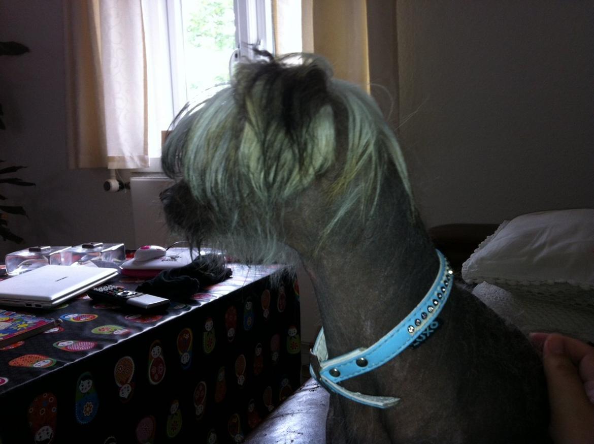 Chinese crested hårløs Lui R.I.P. billede 6