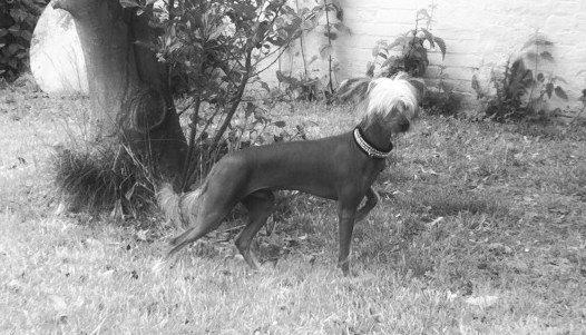 Chinese crested hårløs Lui R.I.P. billede 1