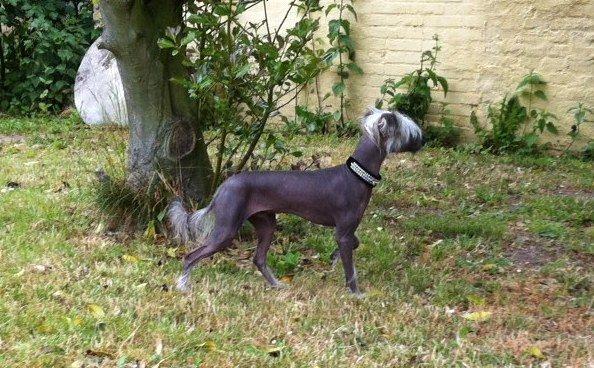 Chinese crested hårløs Lui R.I.P. billede 8