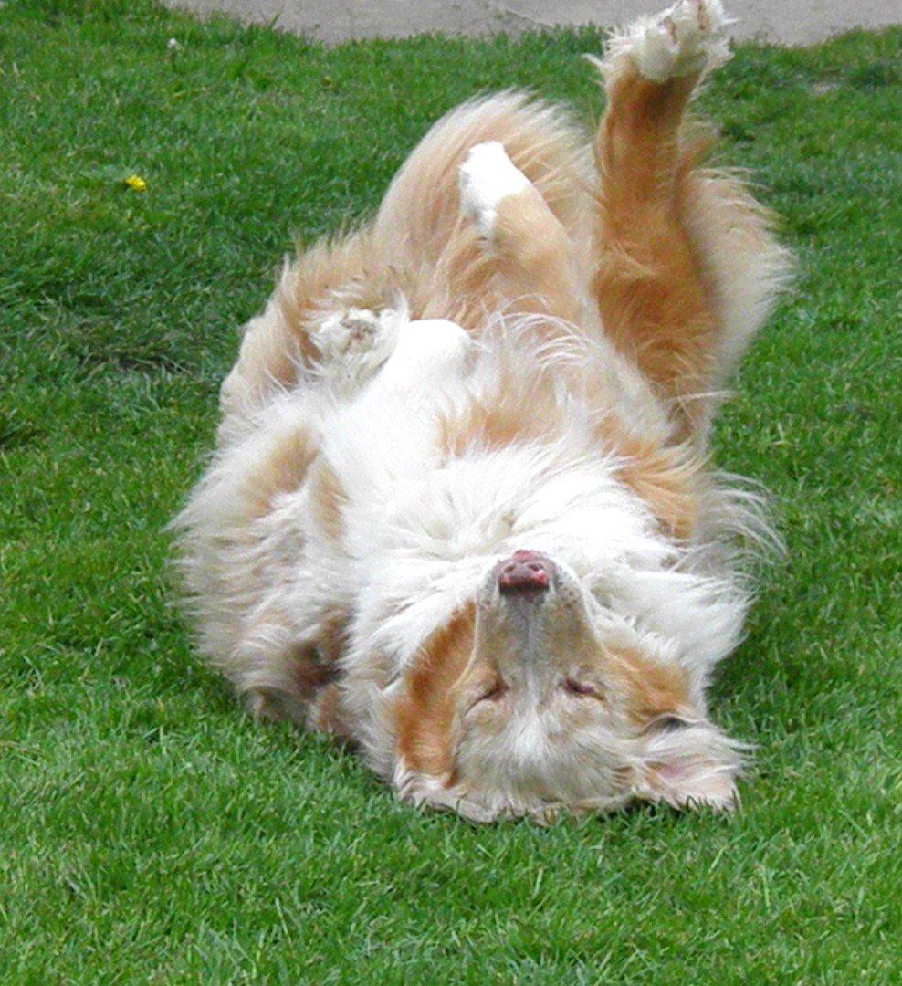 Australian shepherd Gry billede 7