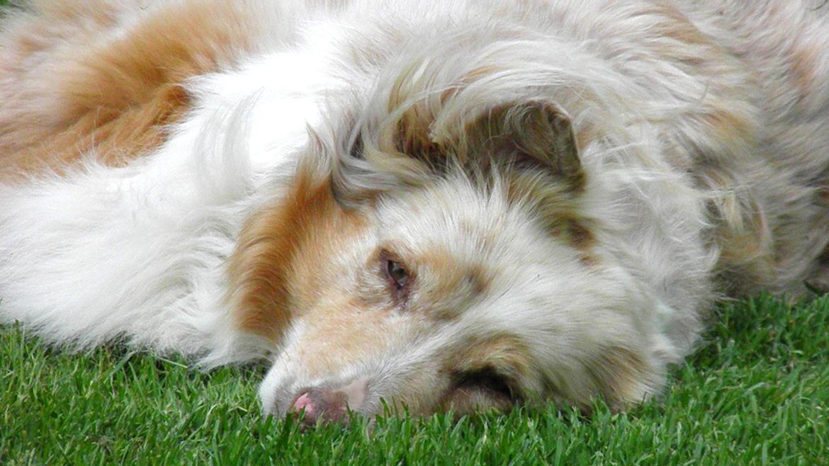 Australian shepherd Gry billede 6