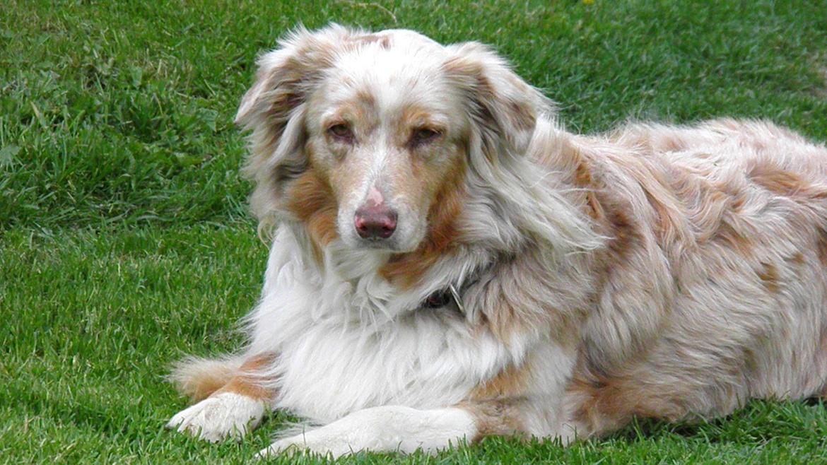 Australian shepherd Gry billede 20