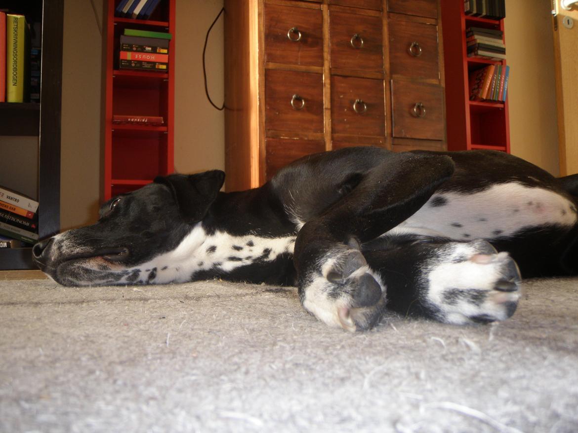 Blanding af racer Chico billede 8