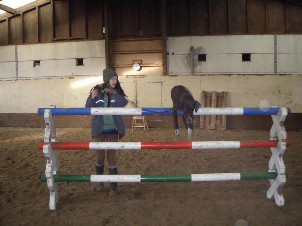 Blanding af racer Chico - 120 cm. Dygtig hund x) billede 9