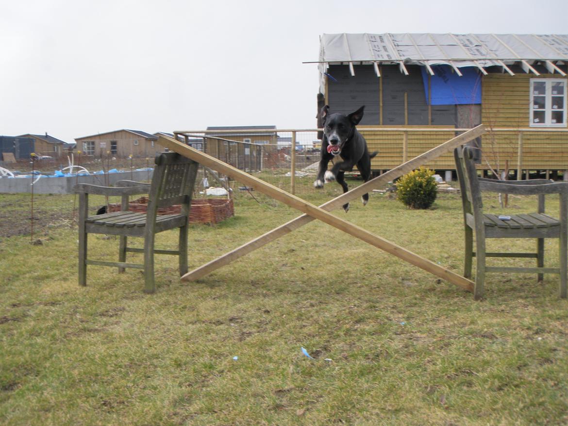 Blanding af racer Chico - 45-50 cm billede 10