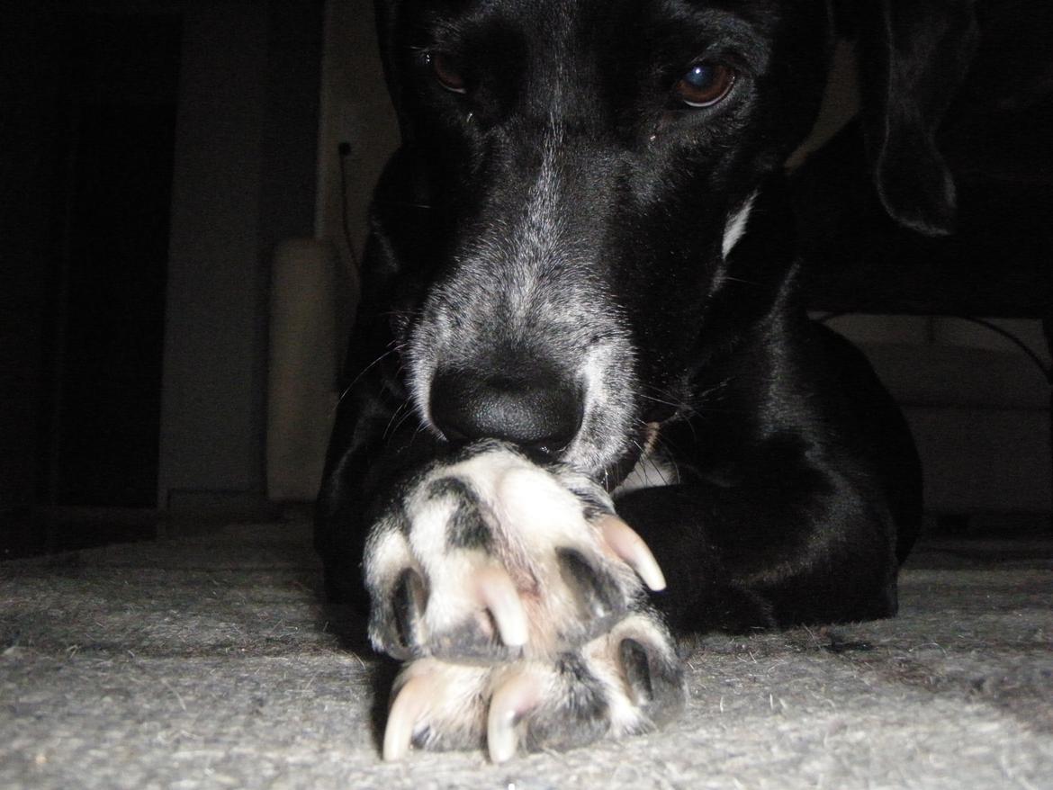 Blanding af racer Chico billede 11