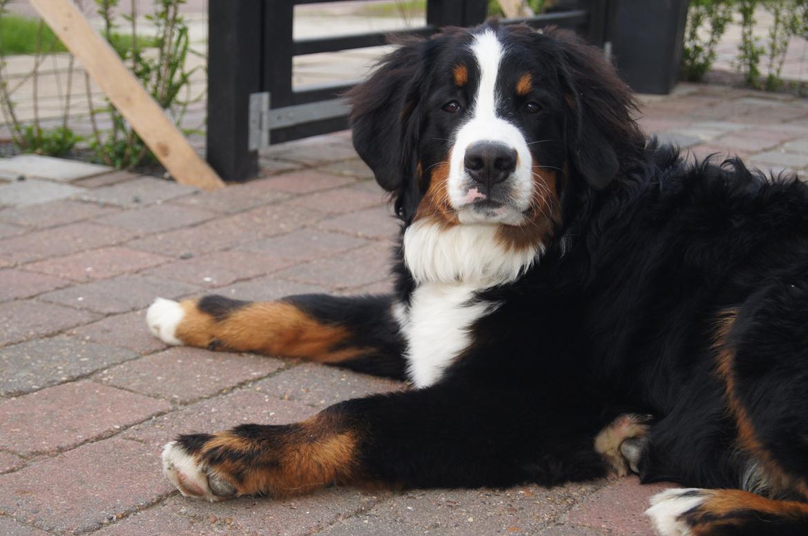 Berner sennenhund Rocky Queen Elsa *Cody* billede 10