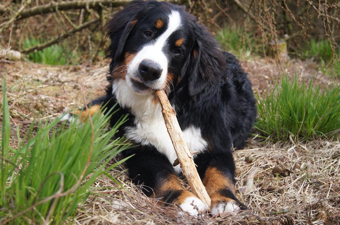 Berner sennenhund Rocky Queen Elsa *Cody* billede 13