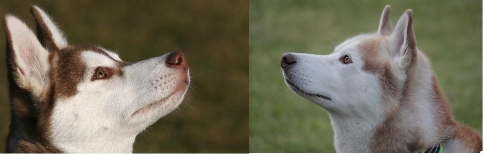 Siberian husky Aqui RIP - Billedet til venstre er fra foråret 2007, hvor Aqui var få måneder gammel. Det til højre er fra juni 2012.- Blikket er det samme ;-) billede 23
