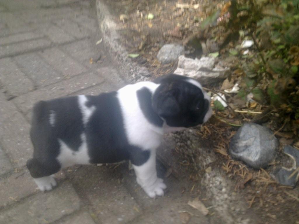 Fransk bulldog A´la´coccio´s Dokato billede 1