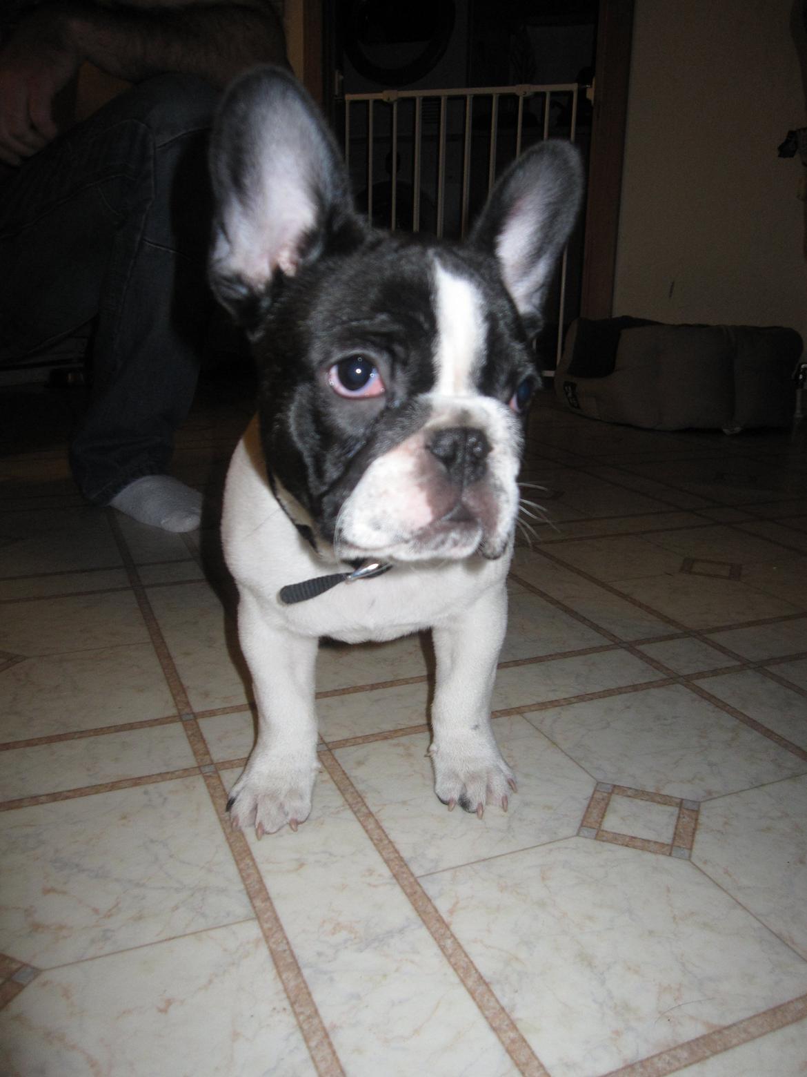 Fransk bulldog A´la´coccio´s Dokato billede 2