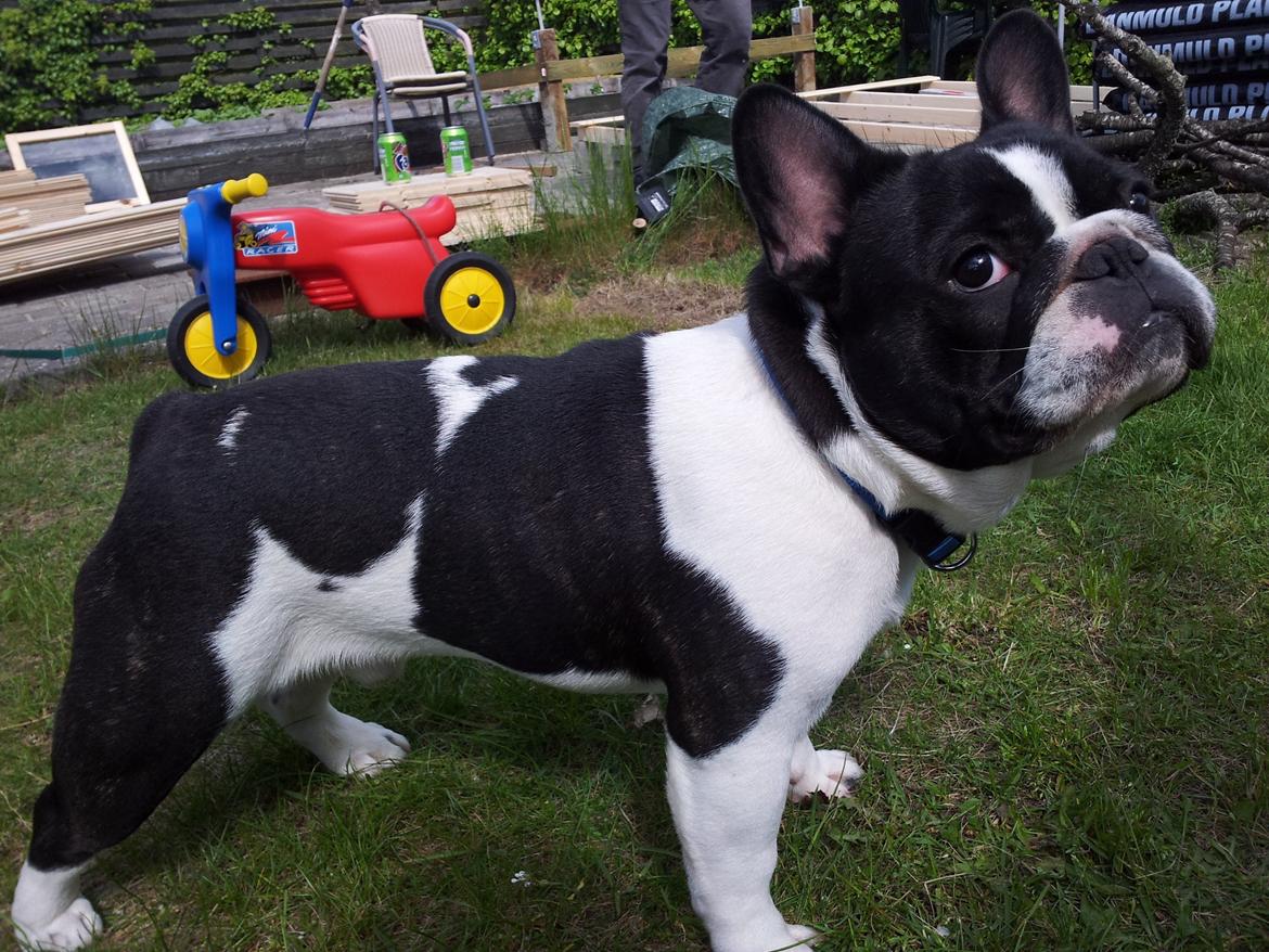 Fransk bulldog A´la´coccio´s Dokato billede 3