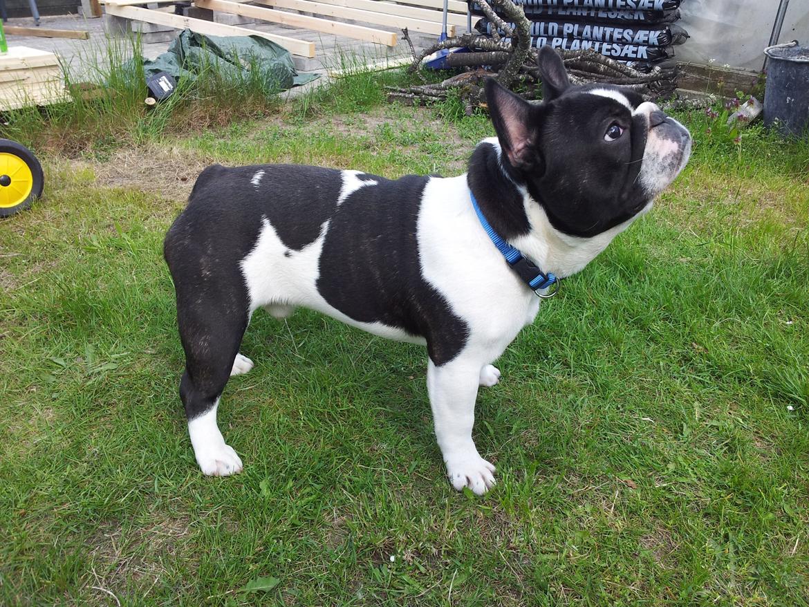 Fransk bulldog A´la´coccio´s Dokato billede 4