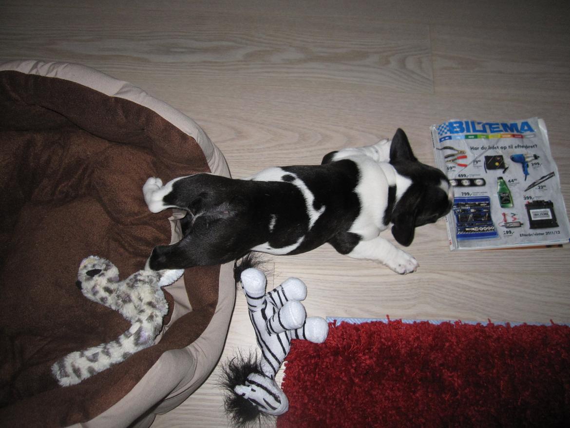 Fransk bulldog A´la´coccio´s Dokato billede 5