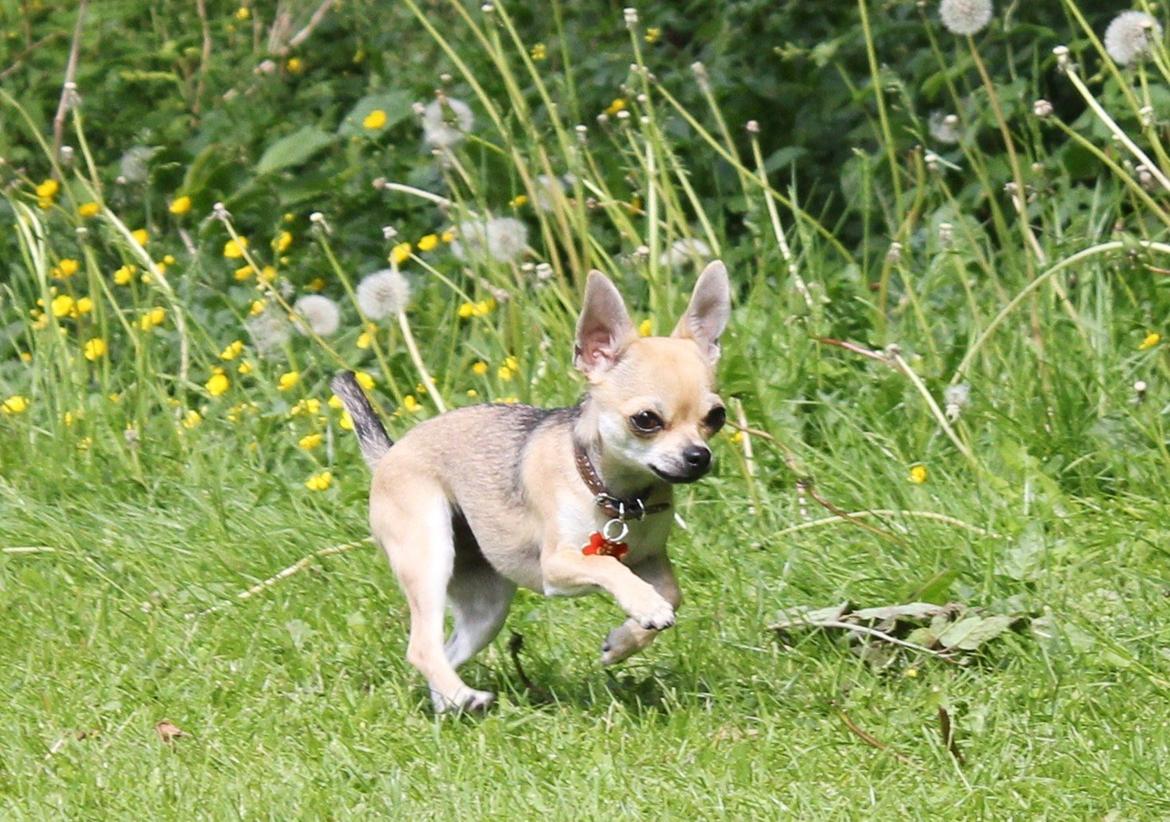 Chihuahua Frk Kvistes Brianna *Bindi* - Mit lille lyn <3
Billedet er taget den 6/6-2012. billede 30