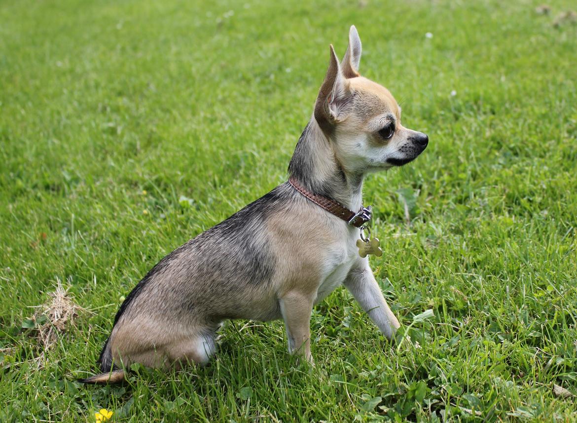 Chihuahua Frk Kvistes Brianna *Bindi* - Velkommen til Bindi's profil <3 
Prinsessen 1 år! 
Billedet er taget den 6/6-2012. billede 29
