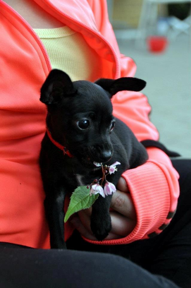 Blanding af racer Molly - Molly kan rigtig godt lide blomster :) billede 12