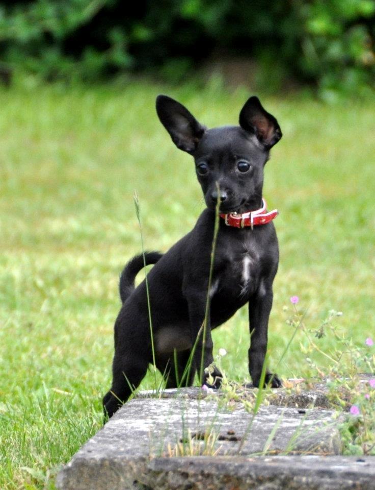 Blanding af racer Molly billede 13