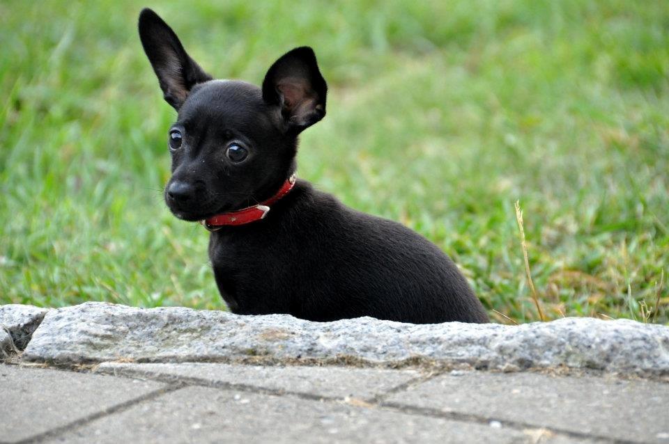 Blanding af racer Molly billede 15