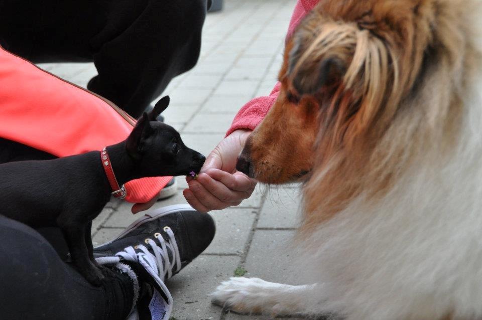 Blanding af racer Molly - Molly & mine forældres' hund Lassie :-) billede 16