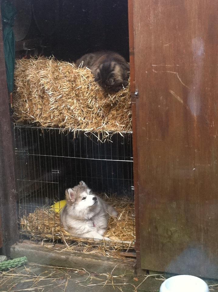 Alaskan malamute Foxie billede 8