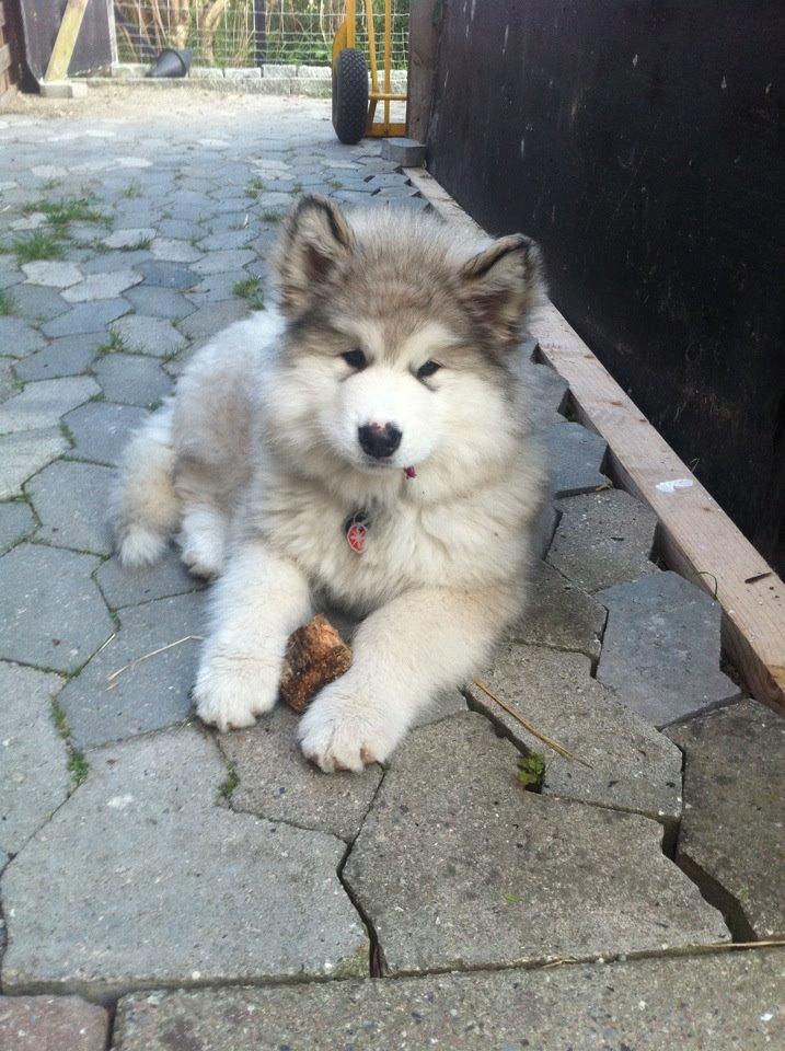 Alaskan malamute Foxie billede 9