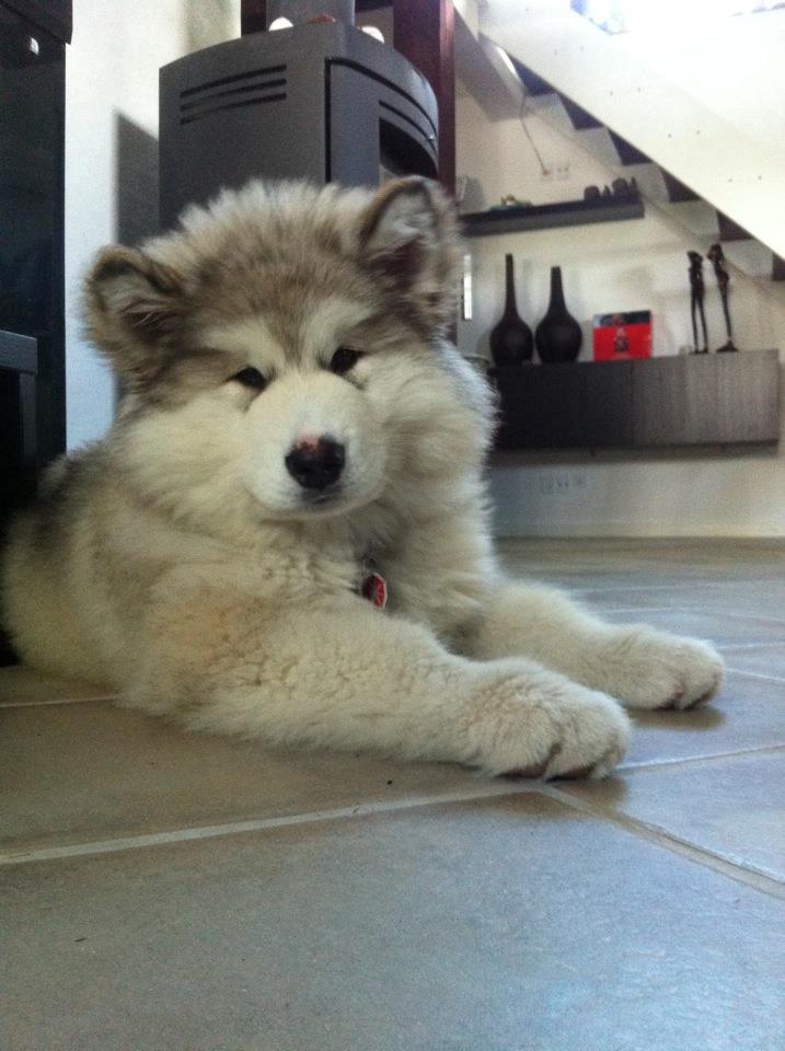 Alaskan malamute Foxie billede 10