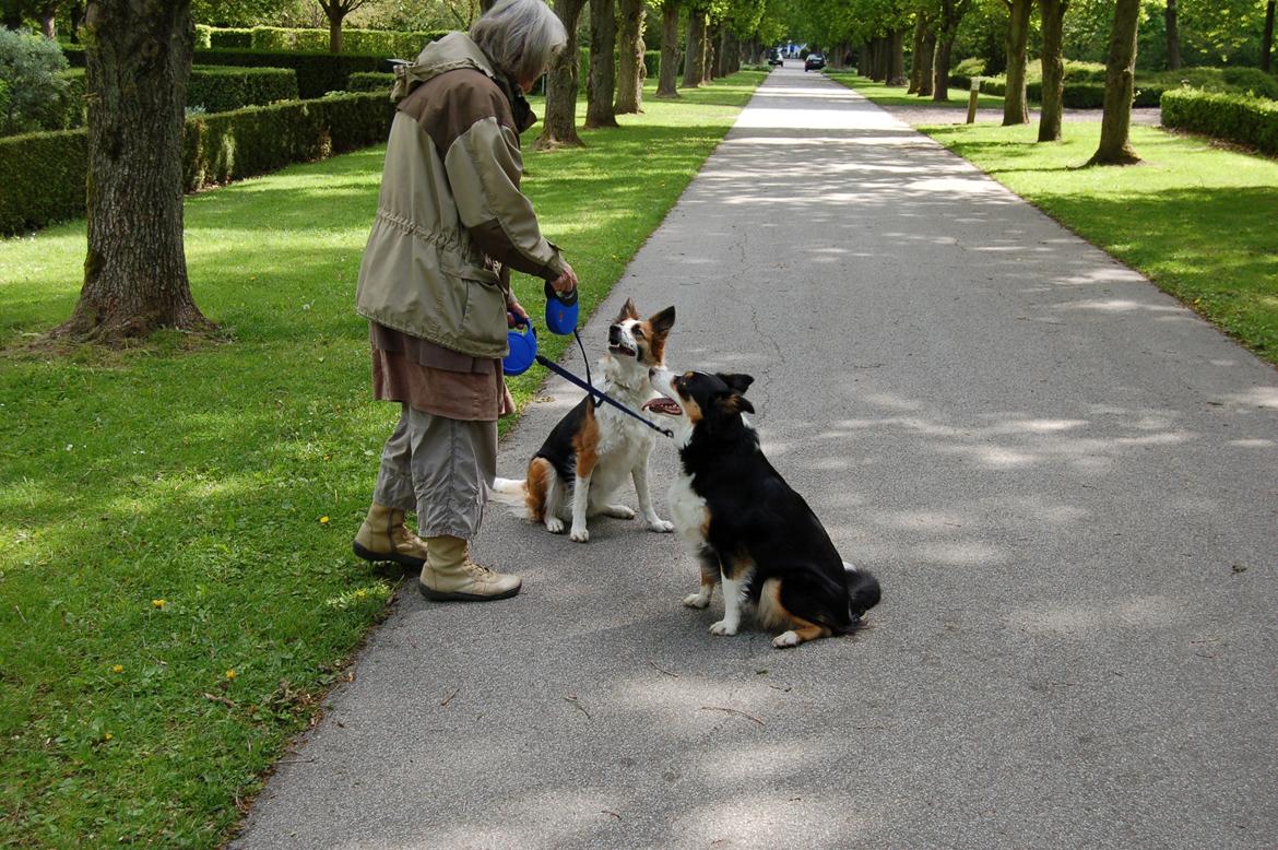 Border collie Nell billede 2