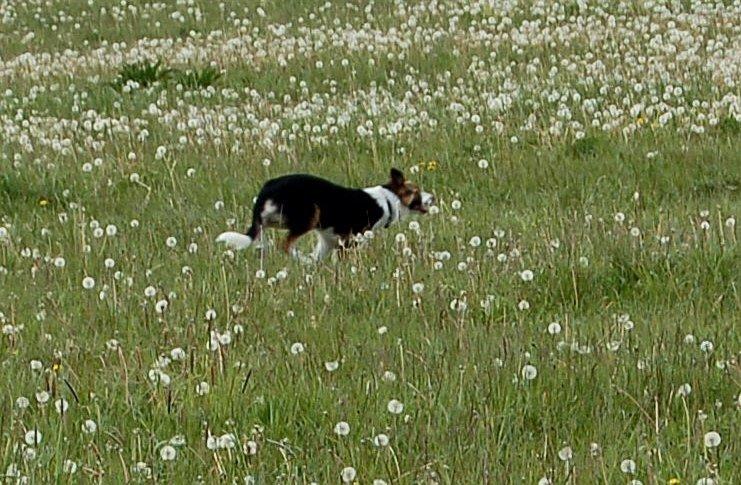 Border collie Nell billede 3