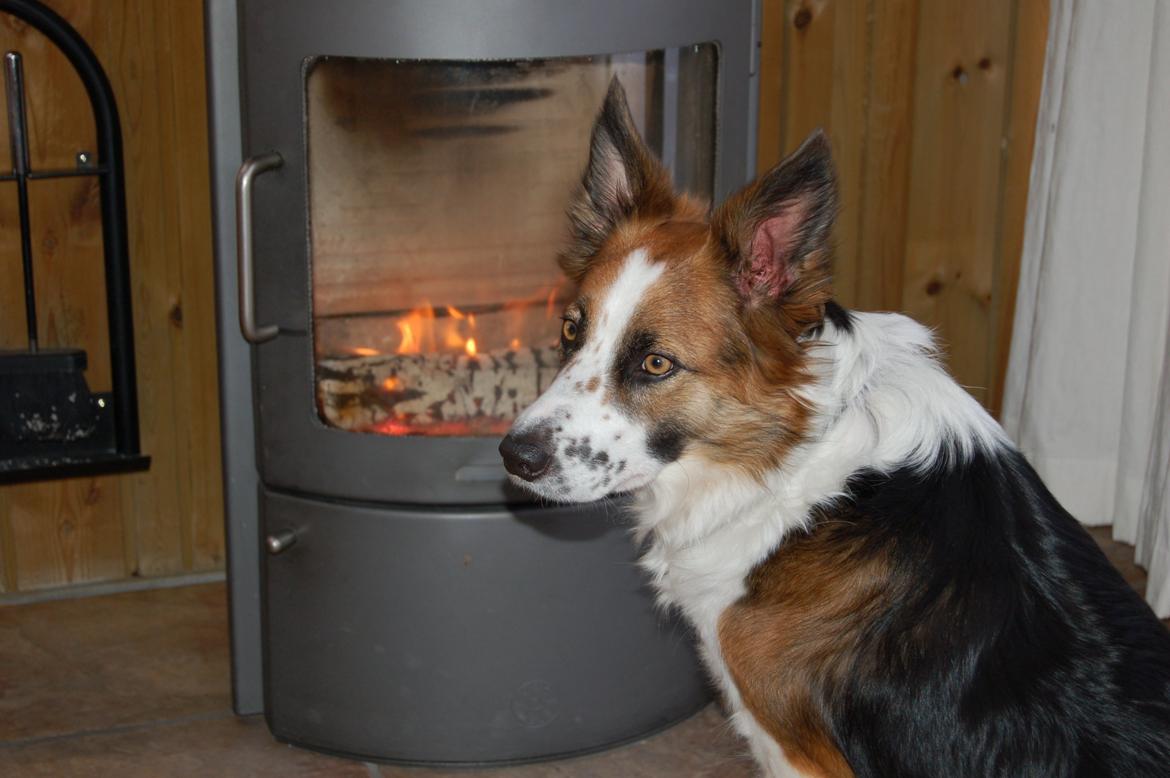 Border collie Nell billede 4